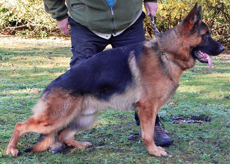 RAVEN DU HAUT MANSARD, berger allemand étalon, élevage Fleur d'Epée en Guadeloupe RAVEN DU HAUT MANSARD, berger allemand étalon, élevage Fleur d'Epée en Guadeloupe
