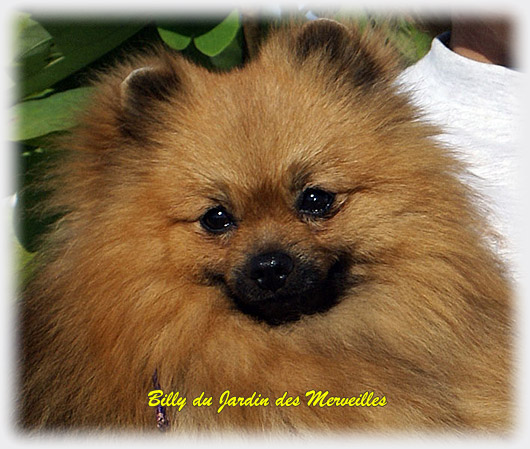 Billy du Jardin des Merveilles - Spitz de l'�levage