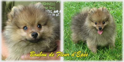 Boubou de Fleur d'Ep�e