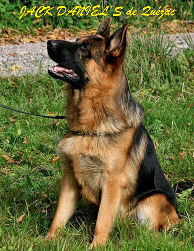 Bergers Allemands Fleur D Epee